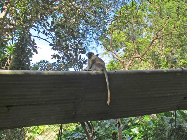 monkey