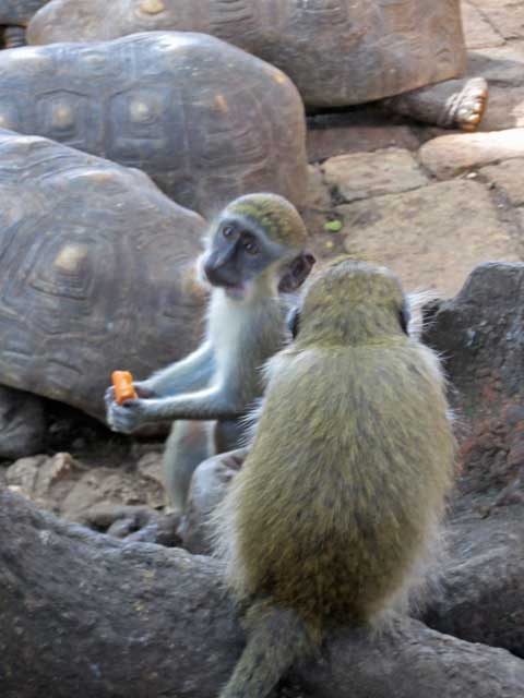 monkeys