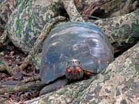 tortoise