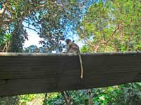 monkey