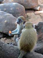 monkey